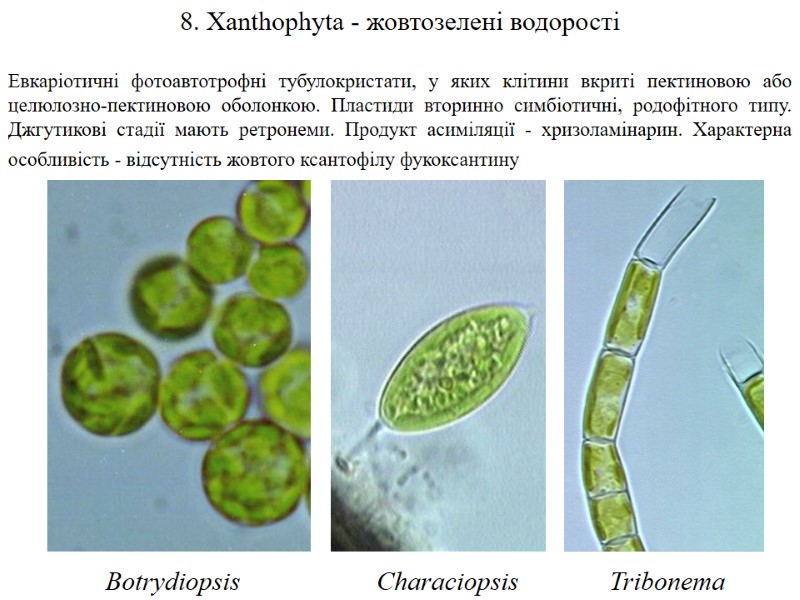 8. Xanthophyta - жовтозелені водорості  Евкаріотичні фотоавтотрофні тубулокристати, у яких клітини вкриті пектиновою